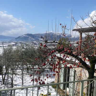 005 Neve